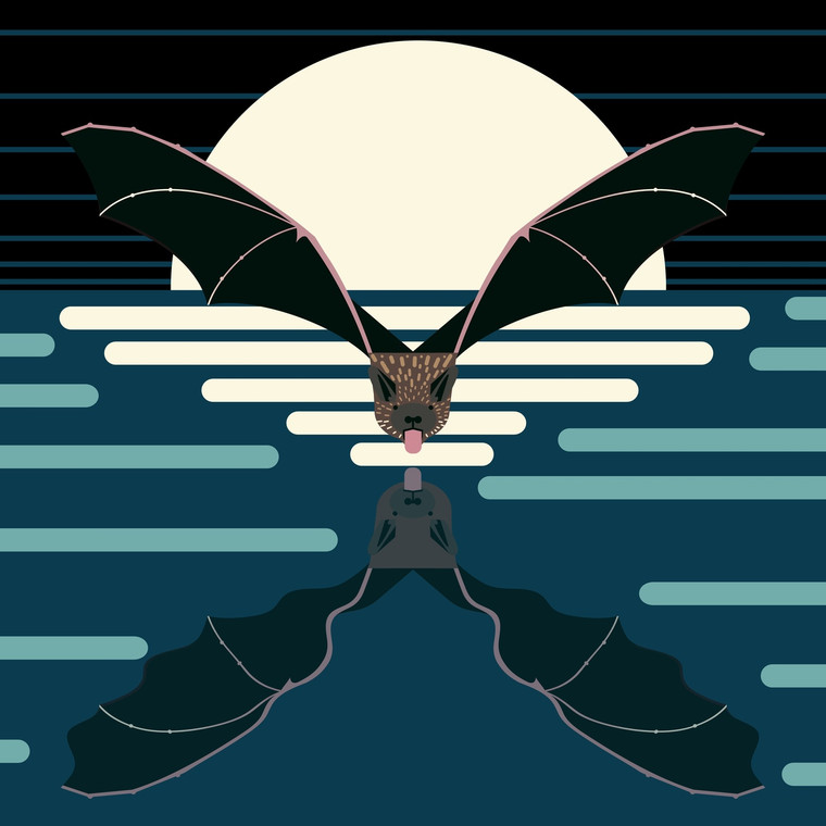 Evening Bat (Nycticeius humeralis) 