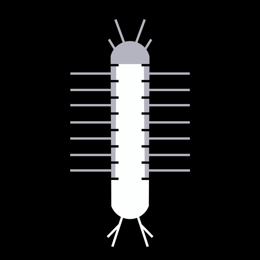 Texas Troglobitic Water Slater (Lirceolus smithii)