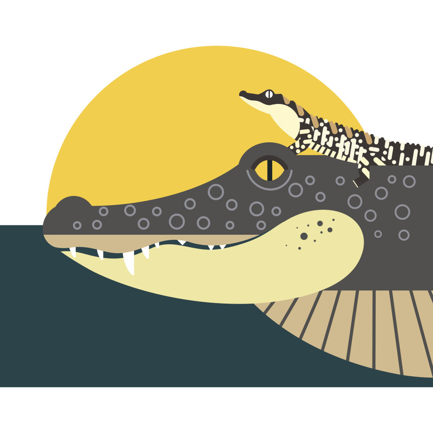 American Alligator  (Alligator mississippiensis)