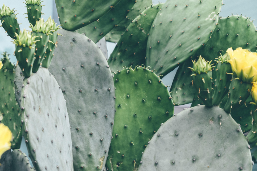 Fort Worth Botanic Garden | BRIT : Explore the Shapes and Colors of Cacti by Making Matisse-Inspired Art