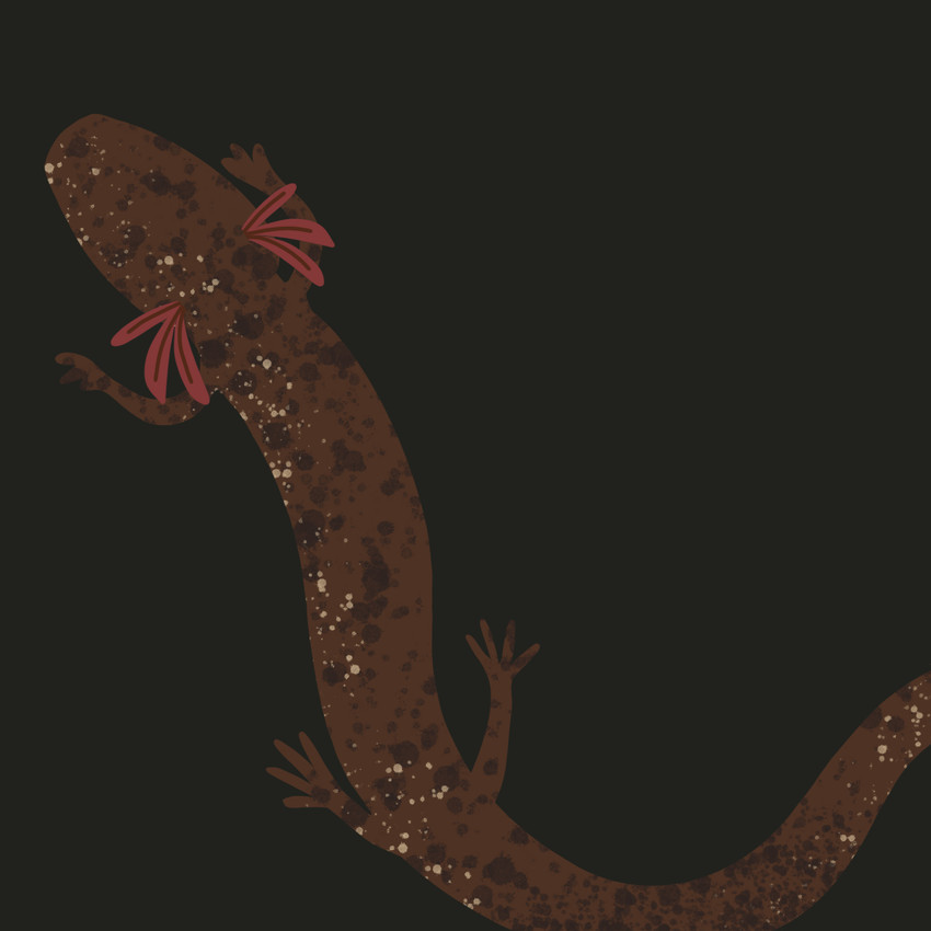 Threatened Texas: Biodiversity on the Line - Jollyville Plateau Salamander with Dr. Robby Deans