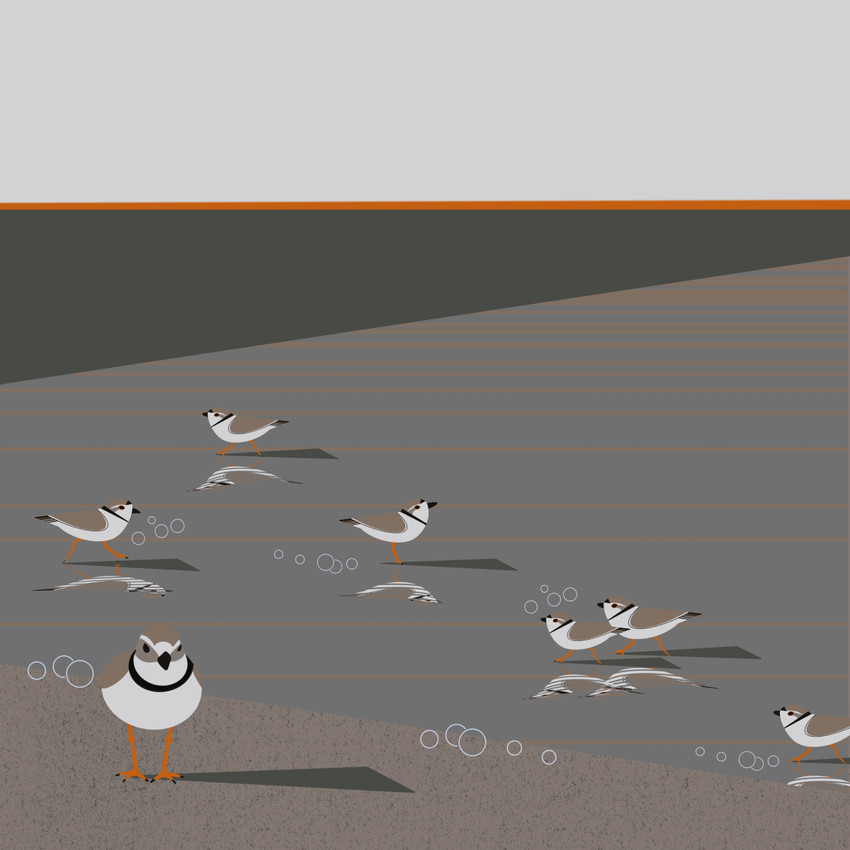 Piping Plover (Charadrius melodus)- Threatened Texas Bird Art