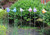 Garden Birdies!