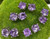 Natural Amethyst Sterling Silver (925) Earring Studs