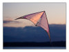 Prism 4-D Stunt Kite -  Purple/Amethyst