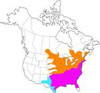Eastern Bluebird