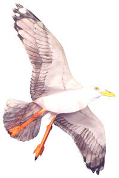 Jackite Seagull Kite