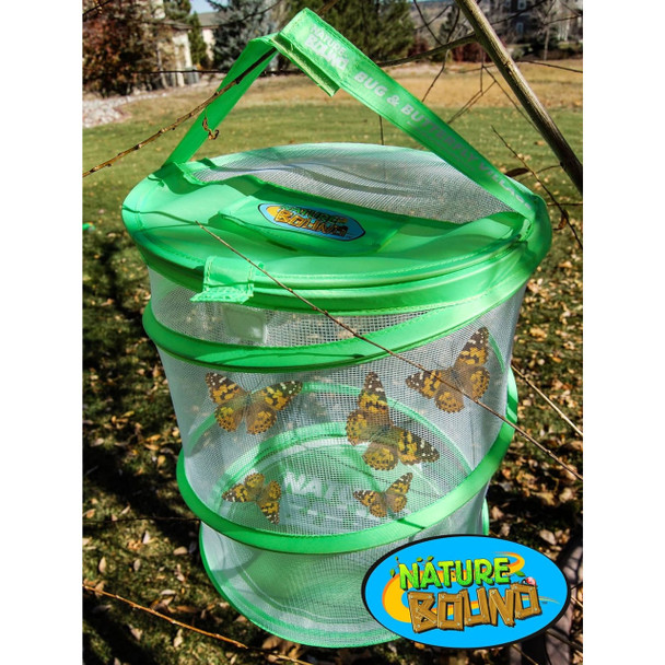 Grow a Butterfly Kit