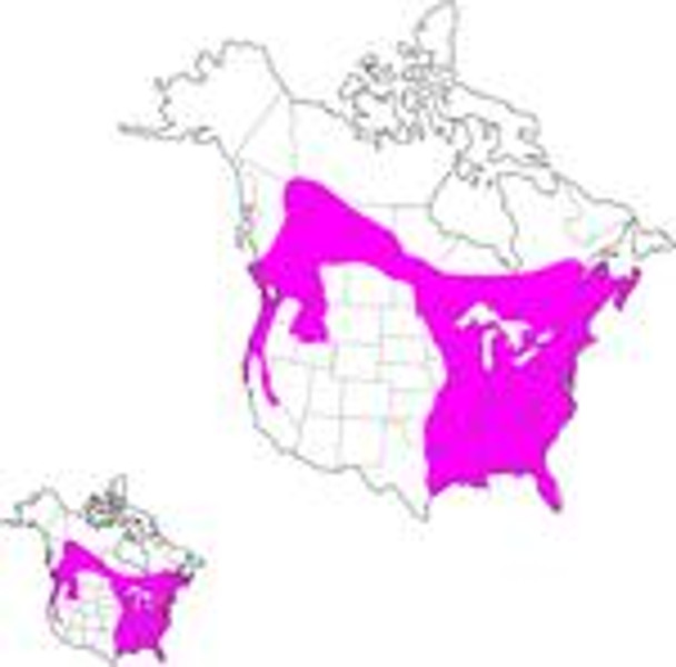 Pileated Wood Pecker