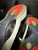 2014 Nike Air Jordan 11 Retro Low Infrared 23 Black Patent 528895-023 Men's Size 11.5