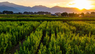 Federal Hemp Ban 2026: What It Means for You (And What We're Doing About It)