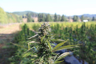 Hemp vs Marijuana: A Complete Breakdown with Terpenes Explained