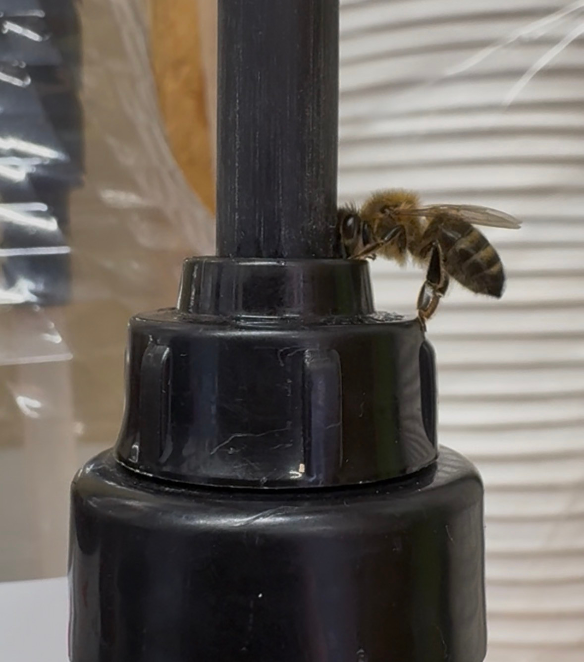 Big up the Bees!