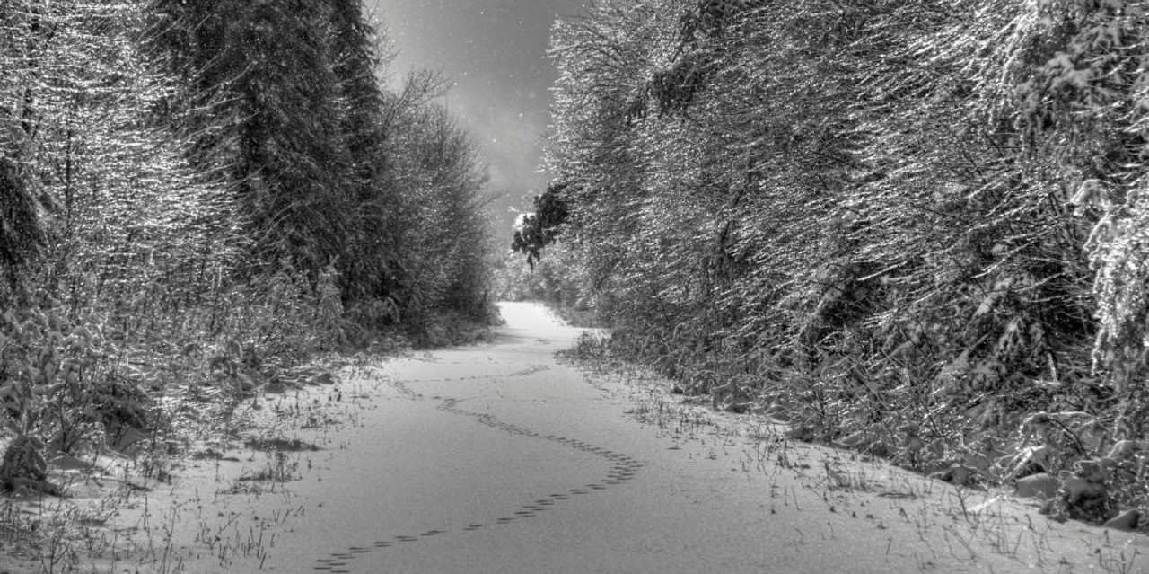 Tracking Wildlife While Snowshoeing