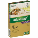 Advantage Spot-On for large cats – monthly flea protection