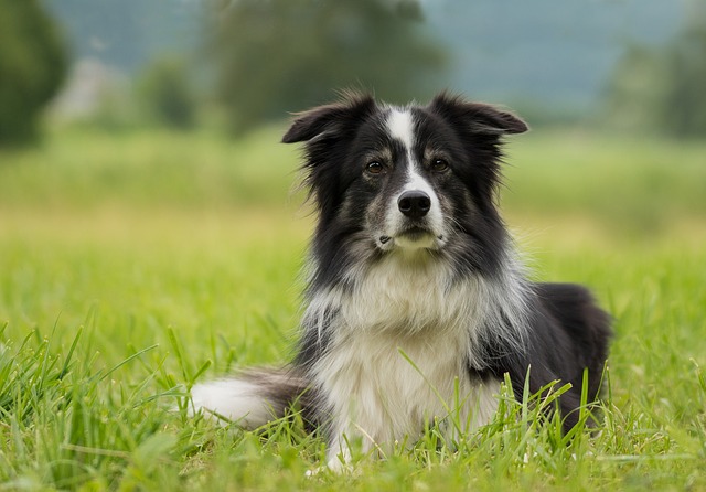 border-collie-2184706-640.jpg