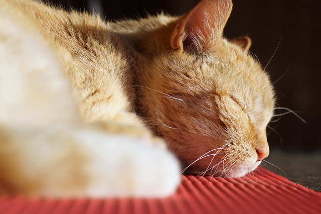 cat-4019862-640.jpg