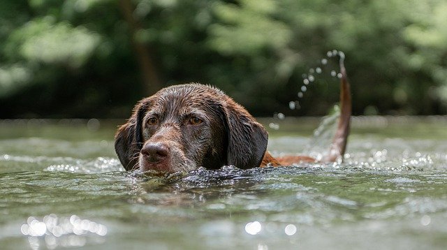 chocolate-labrador-5402611-640.jpg chocolate-labrador-5402611-640.jpg