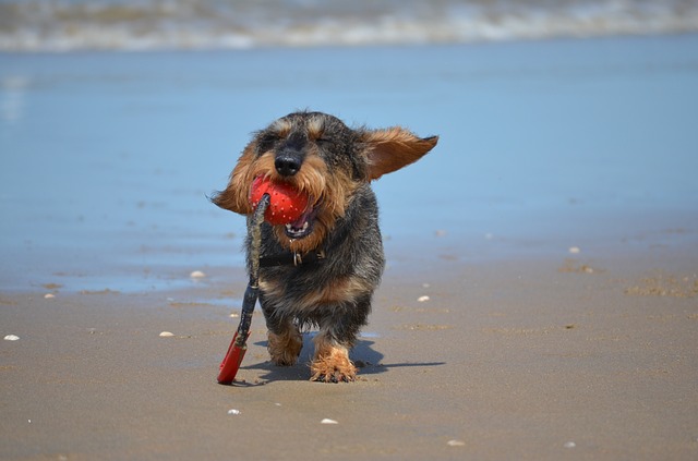 dachshund-3234691-64.jpg