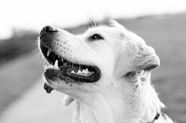 pet-photography-1551699-640.jpg