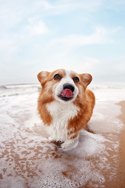 pets-4415653-640.jpg