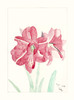 Ryan Kupfer Note Card 5 Pack - Amaryllis Ryan Watercolor (RKUP-AR)
