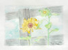 Ryan Kupfer Note Card 5 Pack - Dad's Sunflower Watercolor (RKUP-DS)