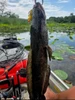 High Octane Snakehead Duck Bait - Black