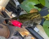 High Octane Snakehead Duck Bait - Orange