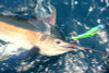 Pakula Wombat 3D Fish Print Lure - Yellowfin Tuna