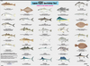Captain Segull Chart - Species: Fish of the North Atlantic Identification Chart