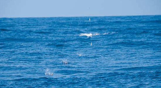 Hamaguchi Hybrid Greenstick Pole 24 ft - CM-2403 Hybrid