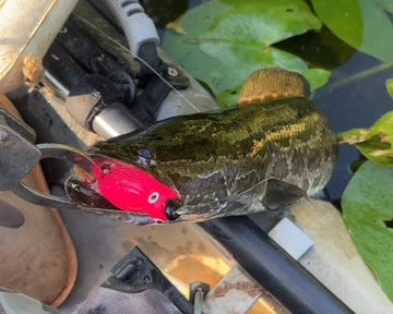 High Octane Snakehead Duck Bait - Black