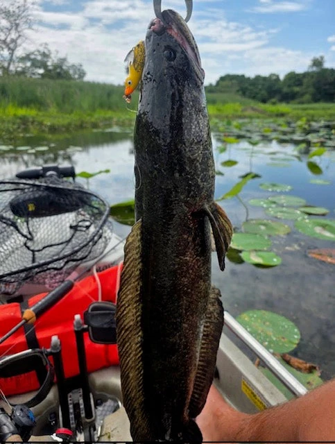 High Octane Snakehead Duck Bait - Yellow