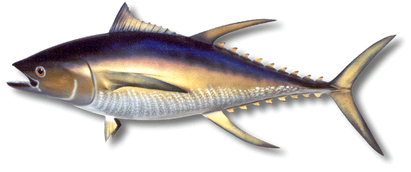 Alltackle Yellowfin Tuna Trolling Fishing Tackle Package