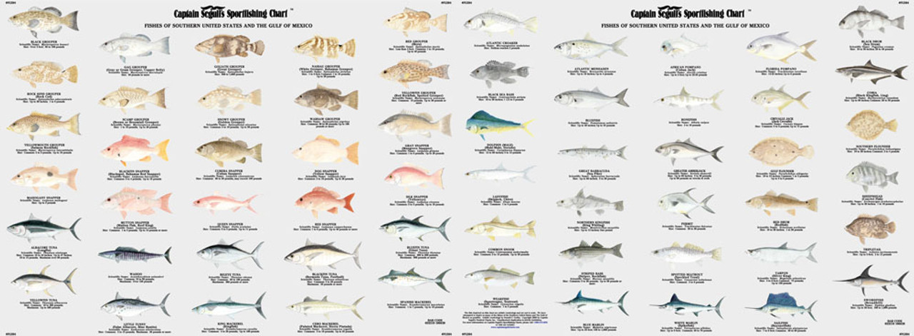 Captain Segull Chart - Species: Fishes of the Gulf of Mexico and ...