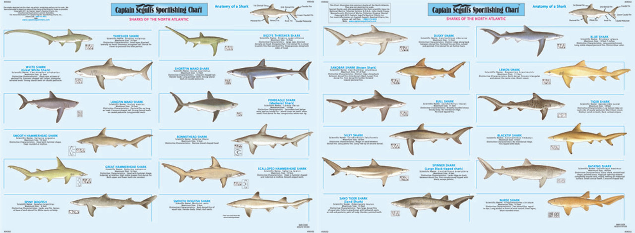 Shark Identification Chart