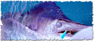 Frenzy Tackle Angry Popper 4 oz. Green