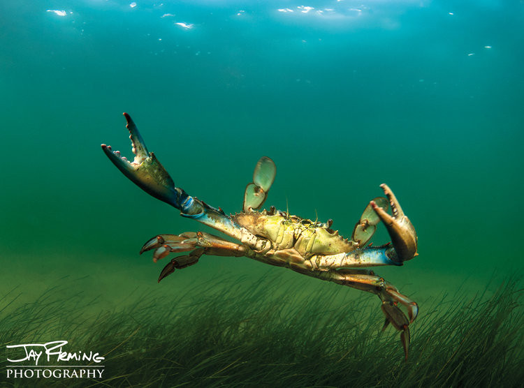 Working The Water by Jay Fleming - Crab