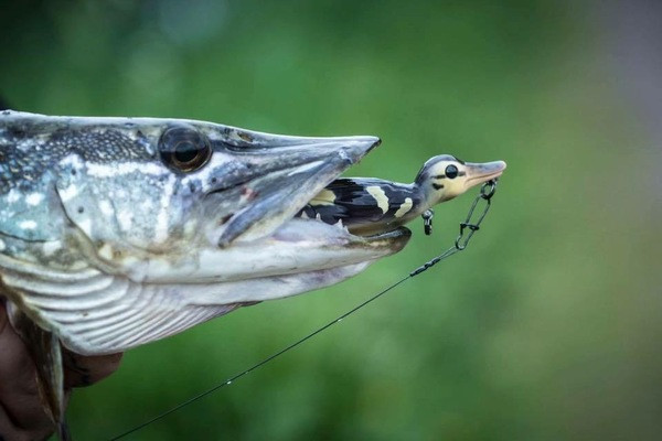 Savage Gear 3D Suicide Duck - Alltackle.com