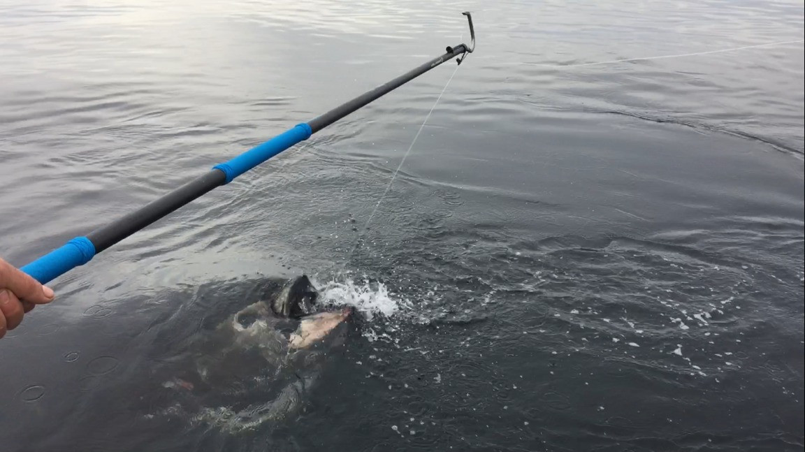 Cuda Carbon Fiber Gaff 6'