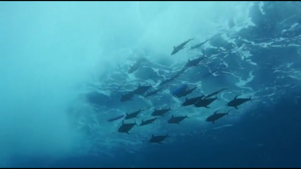 Fish Razr Dredge - Flapz Kit - Double