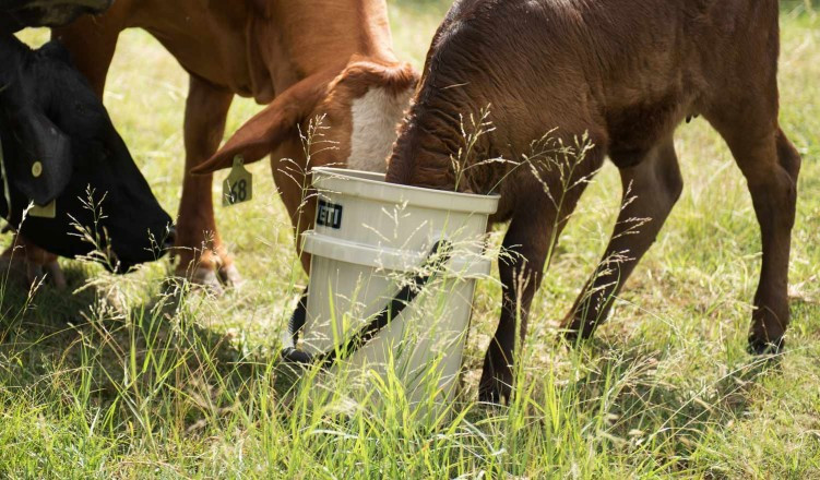 Yeti Loadout Bucket  5 Gallons - Desert Tan