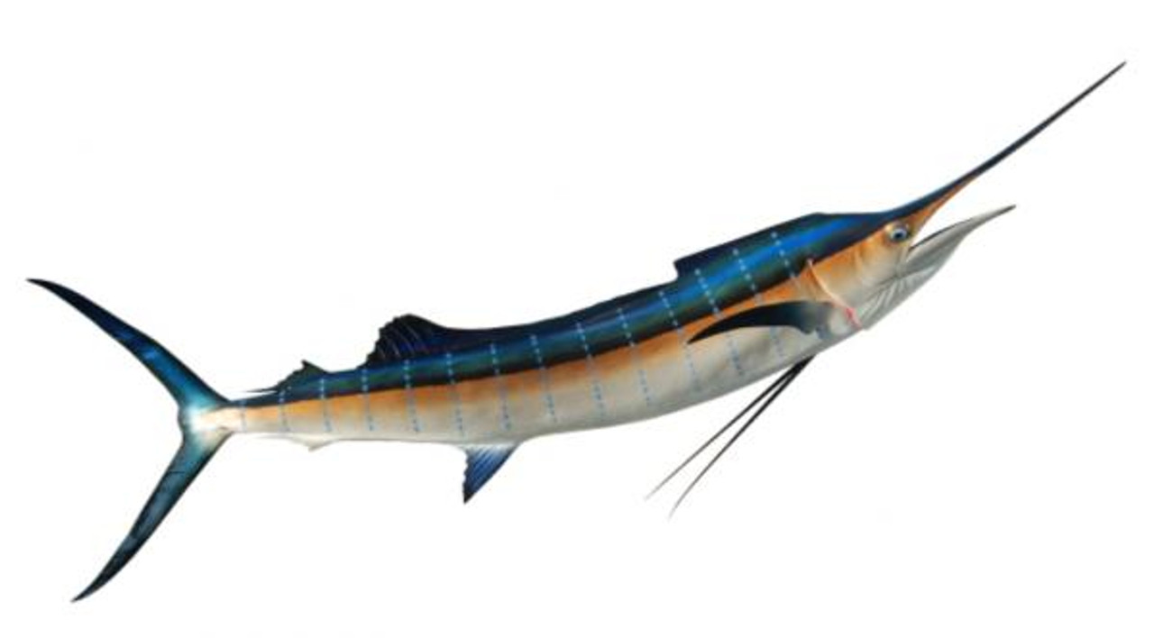 King Sailfish Mounts - Sailfish Mount - Atlantic - 80 Jumper