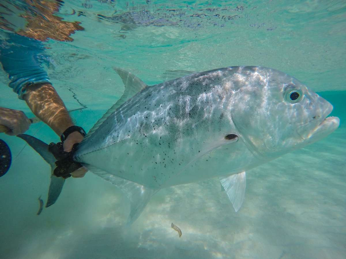 Seigler Fly Reel - Big Fly (BF)- Red/White/Blue LH