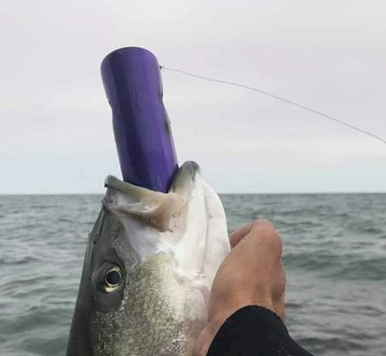 M.Fischer Plug - Purple Passion