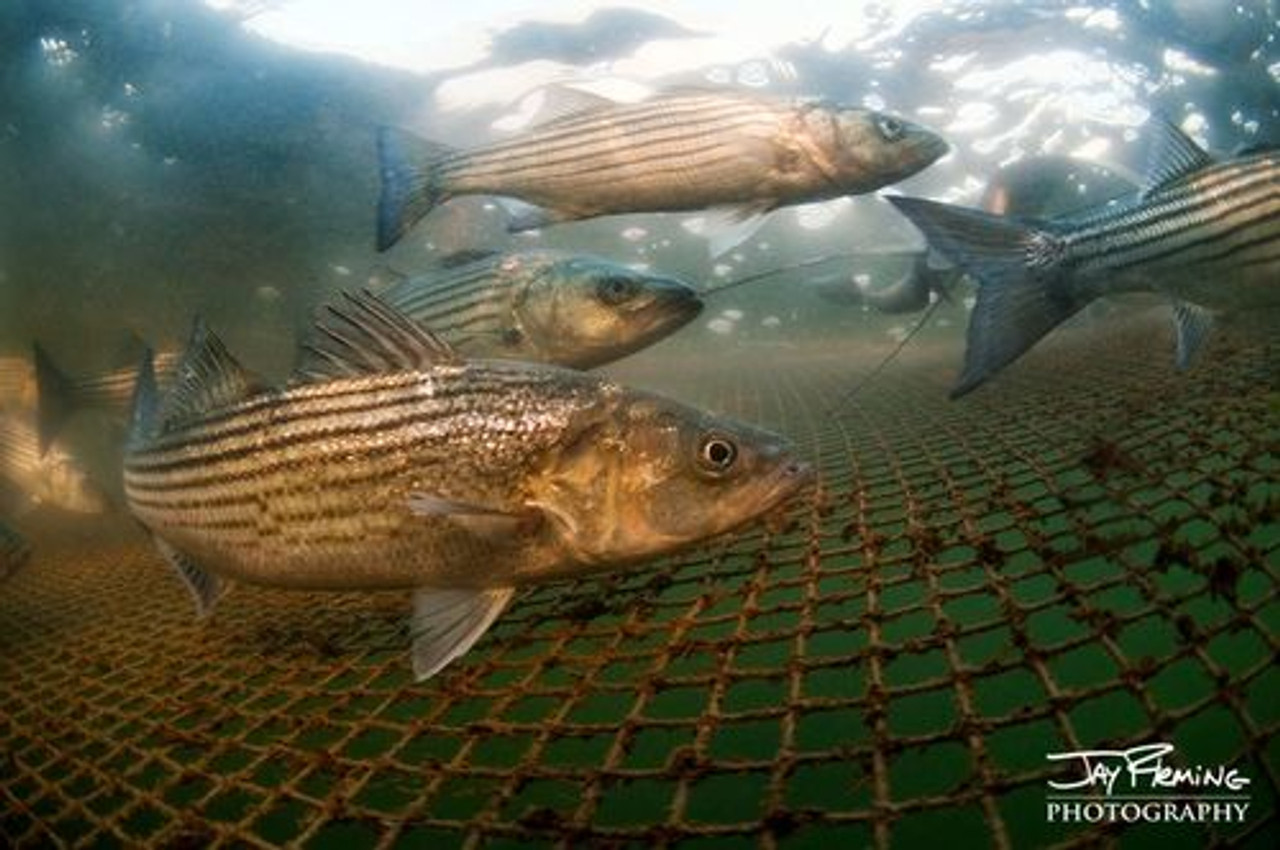 Island Life Book by Jay Fleming