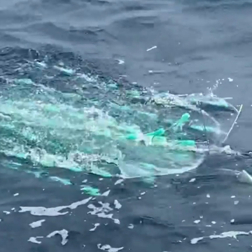 Squidnation Fat Daddy Squid Dredge - Pakula Lumo Green