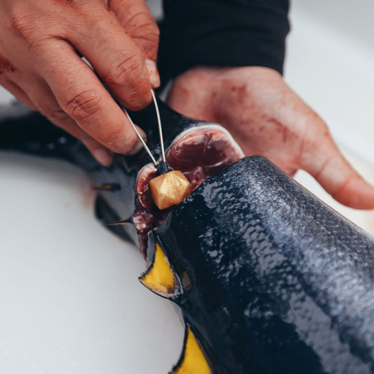 Aftco Circuit Breaker Ike Jime Kit includes 4 Sizes