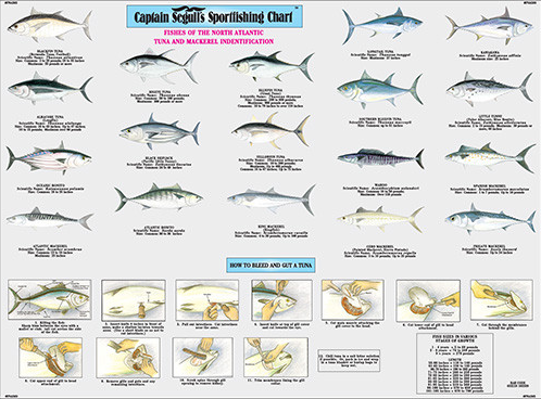 Captain Segull Chart - Species: Fish of the North Atlantic Identification Chart